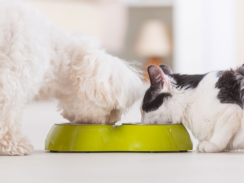 A dog and cat sharing a bowl of food