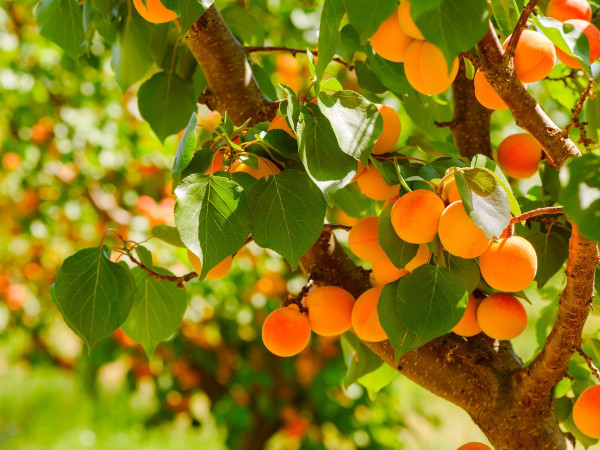 Apricots in a tree