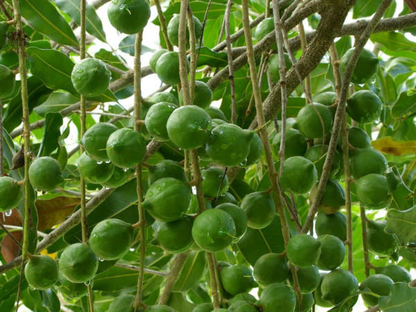 A macadamia plant