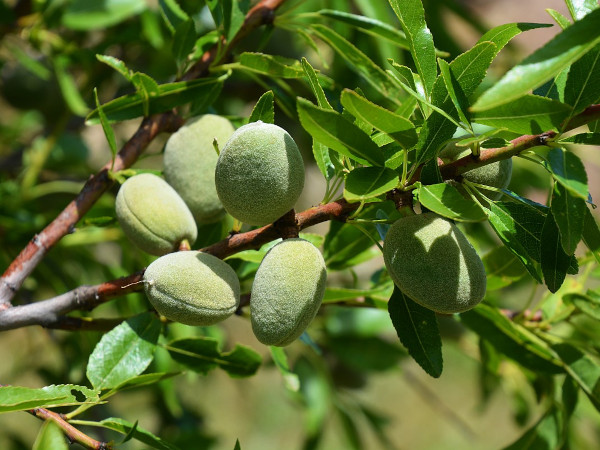 A sweet almond tree bearing fruit