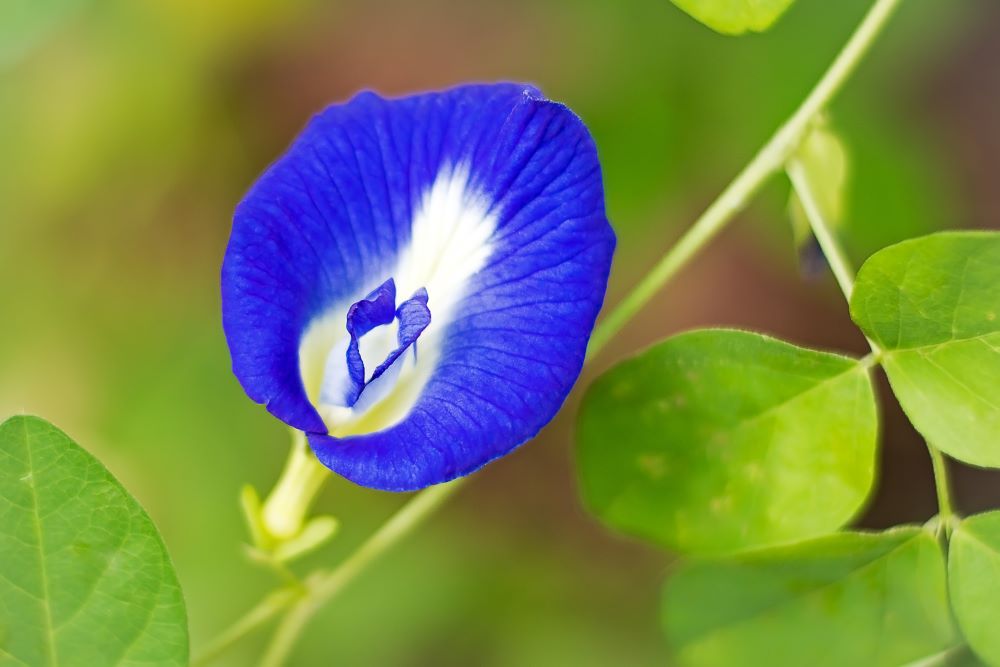 A vibrant butterfly pea flower is in full bloom atop its virile stem