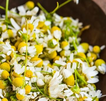 Bowl of chamomile flowers