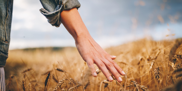 Hand running through wheat crops