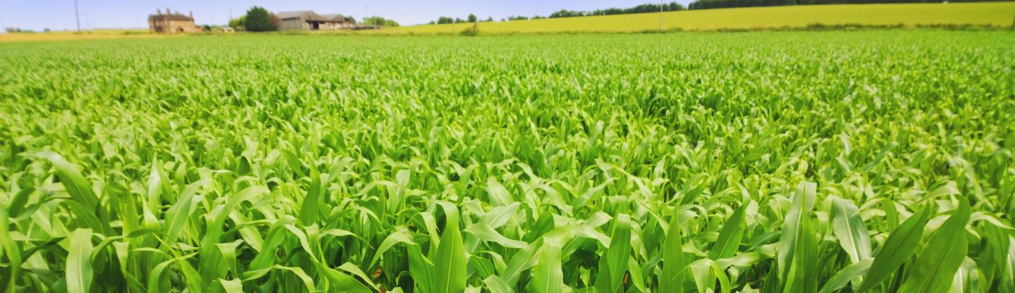 Field of Maize
