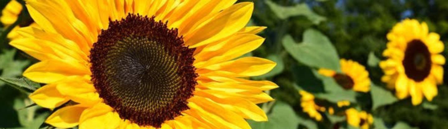Close up of sunflowers