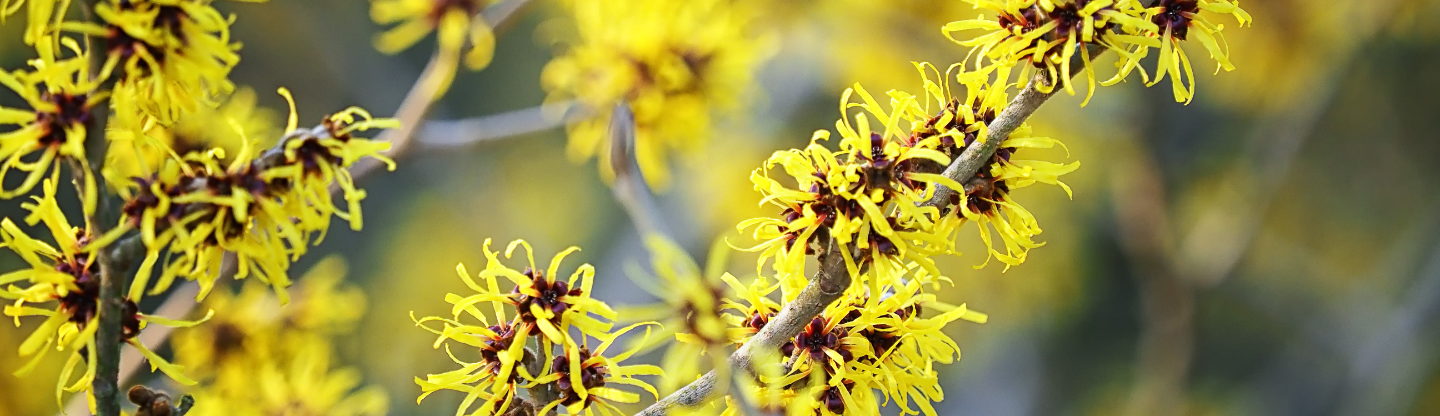 Branch of witch hazel plant